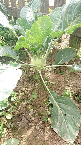 Growreport Bild 26