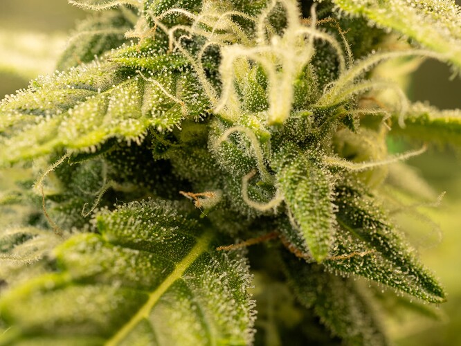 Growreport Bild 36