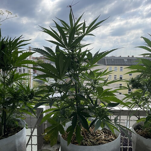 Growreport Bild 6