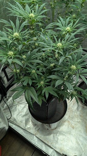Growreport Bild 10