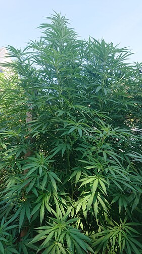 Growreport Bild 7
