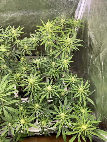 Growreport Bild 17
