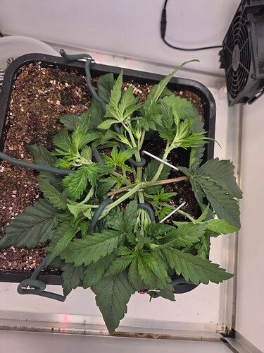 Growreport Bild 4