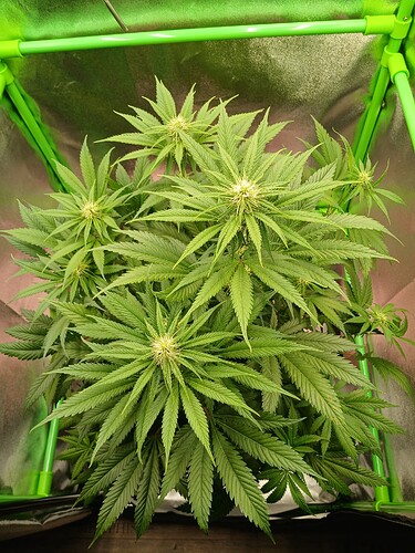 Growreport Bild 5