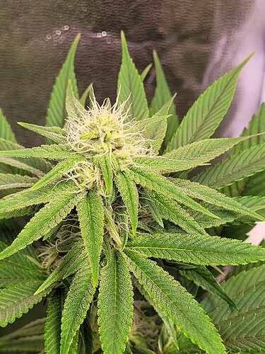 Growreport Bild 7
