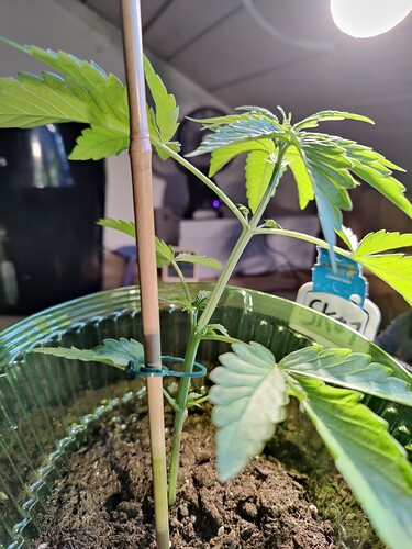 Growreport Bild 15