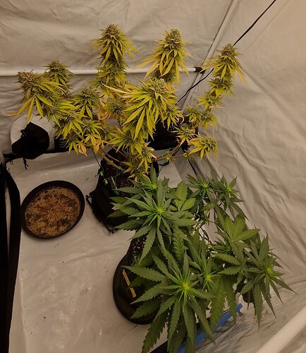 Growreport Bild 4