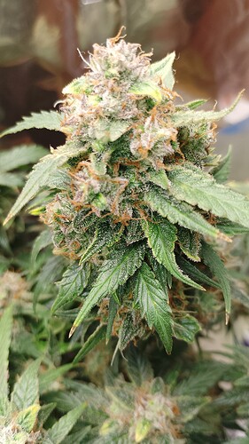 Growreport Bild 4