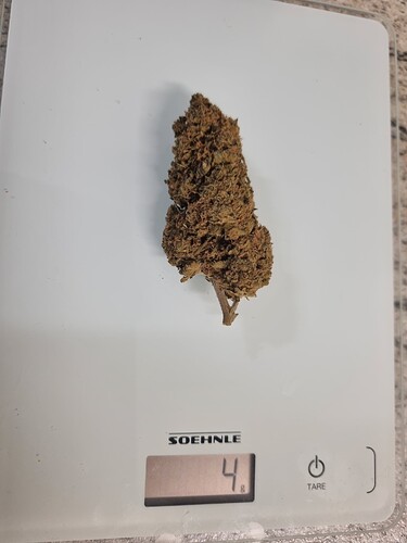 Ein einzelner Cannabis-Bud liegt auf einer digitalen Küchenwaage, die 4 Gramm anzeigt.