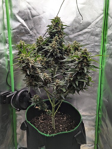 PXL_20240703_201250984.RAW-01.COVER