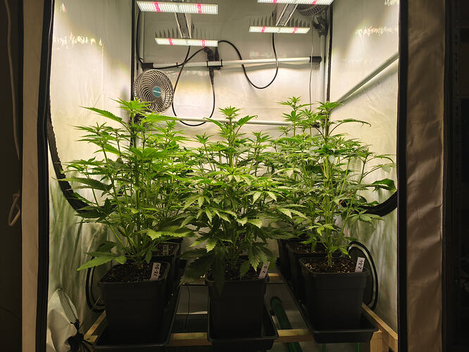 Growreport Bild 3