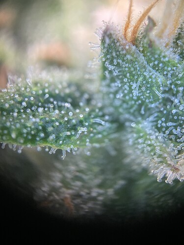 Growreport Bild 1