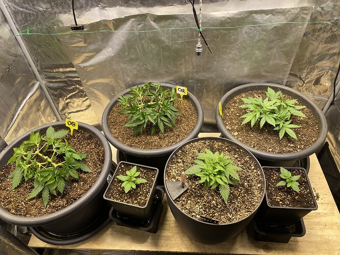 Growreport Bild 63
