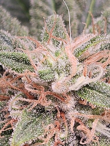 Growreport Bild 5