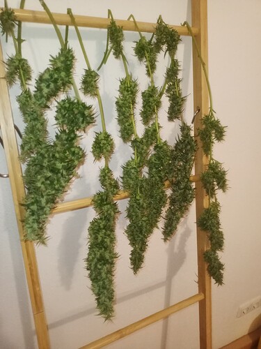 Growreport Bild 13