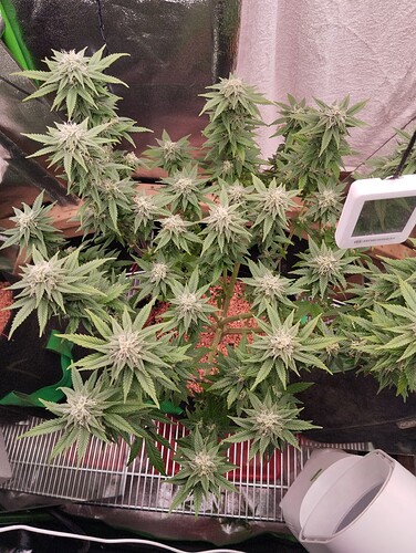 Growreport Bild 9
