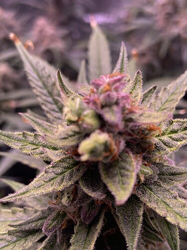 Growreport Bild 22