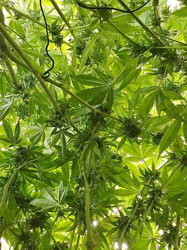 Growreport Bild 5