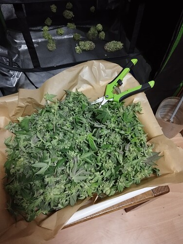 IMG_20250311_232853 - Kopie