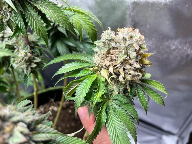 Growreport Bild 1