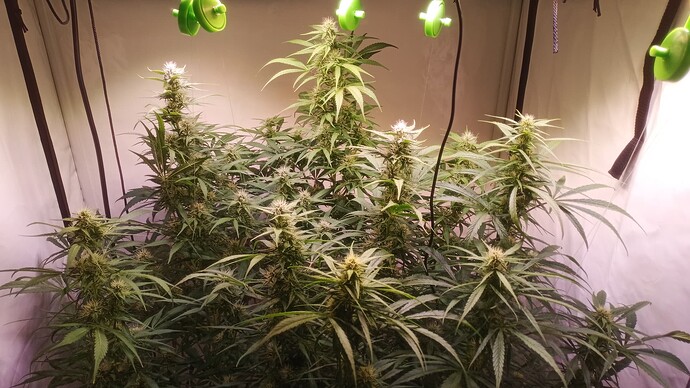 Growreport Bild 3