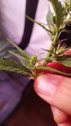Growreport Bild 1