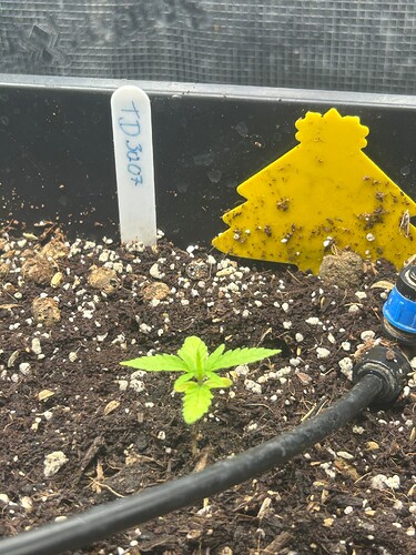 Growreport Bild 3