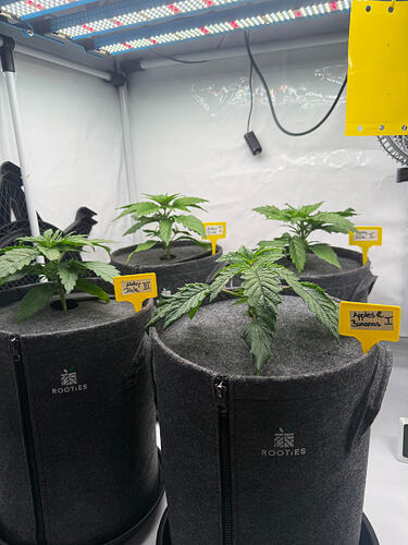 Growreport Bild 1