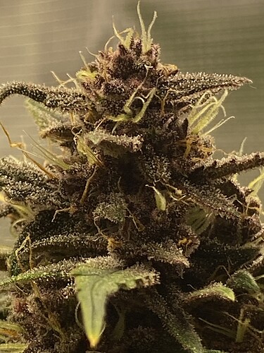 Growreport Bild 16