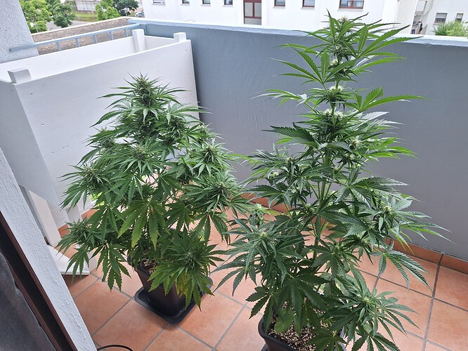 Growreport Bild 20