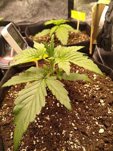 Growreport Bild 7