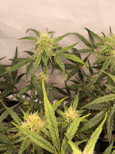 Growreport Bild 16
