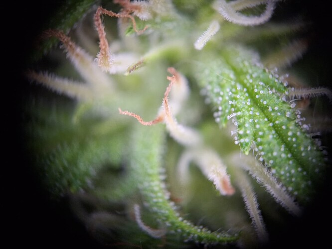 Growreport Bild 9