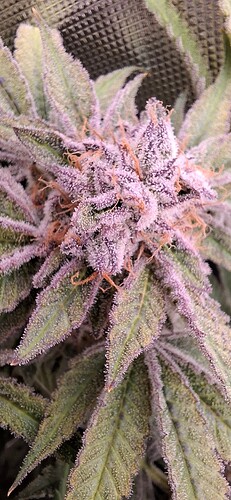 Growreport Bild 17