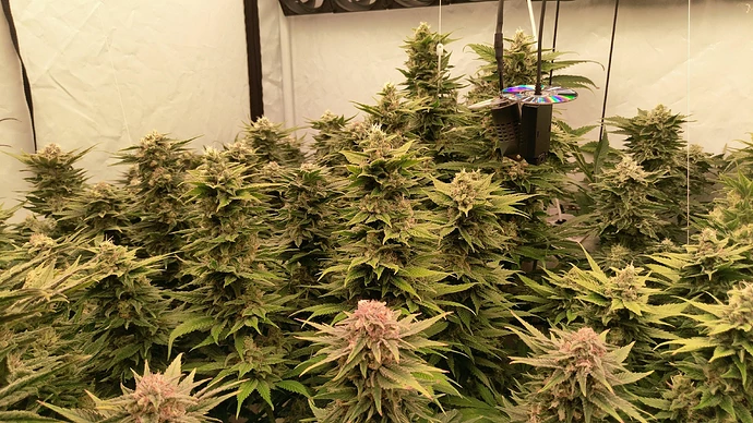 Growreport Bild 6