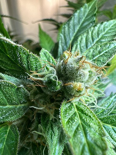 Growreport Bild 1