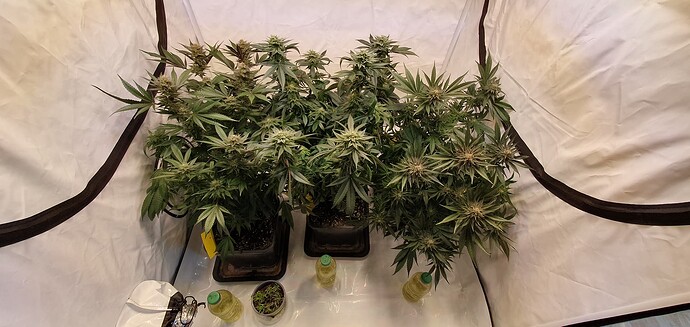 Growreport Bild 4