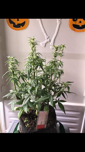 Growreport Bild 31