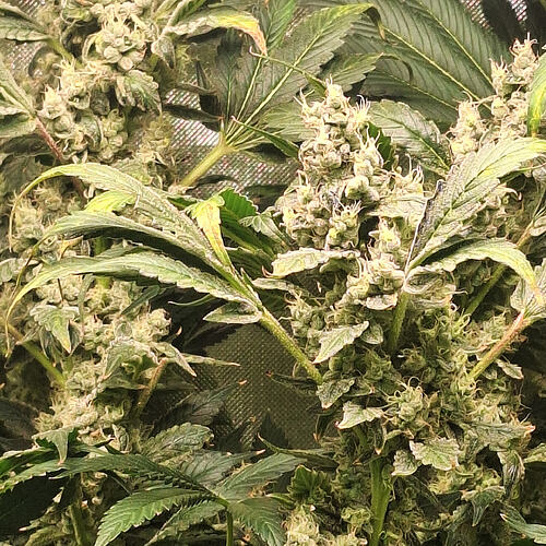 Growreport Bild 5