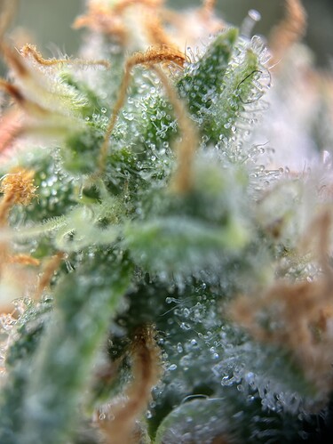 Growreport Bild 13