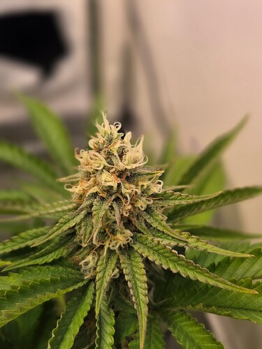 Growreport Bild 5