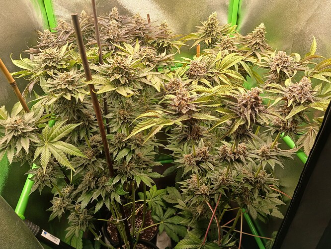 Growreport Bild 48