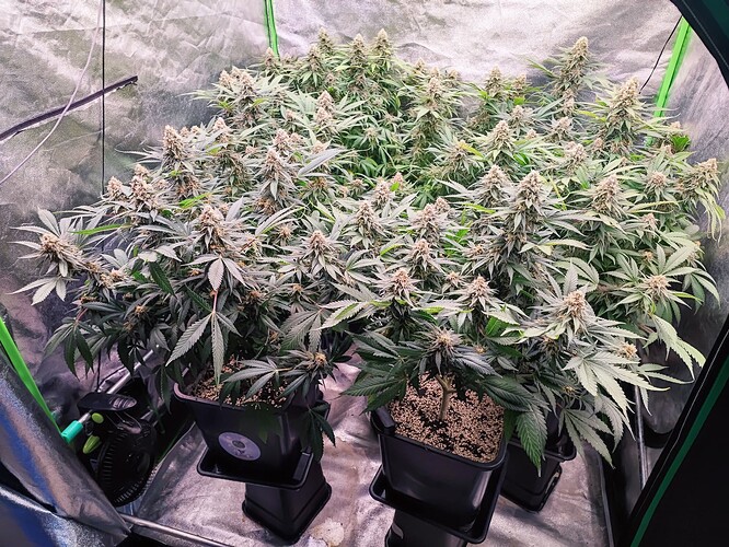 Growreport Bild 6