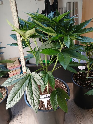 Growreport Bild 7