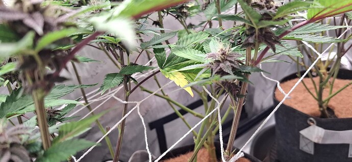 Growreport Bild 3
