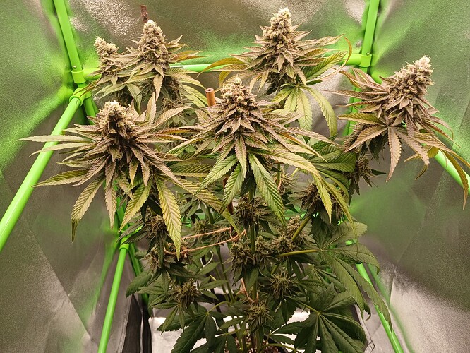 Growreport Bild 45