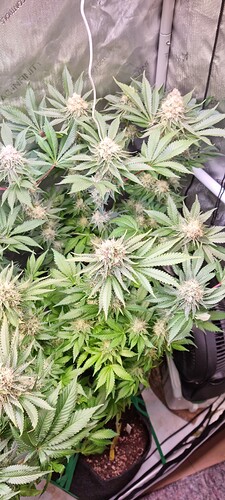 Growreport Bild 20