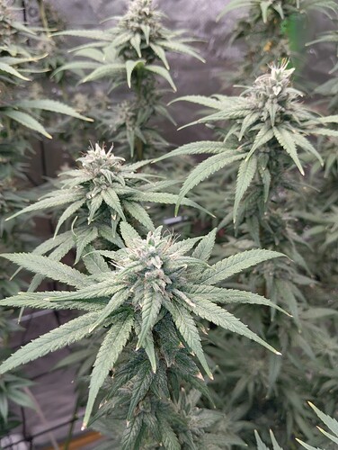 Growreport Bild 2