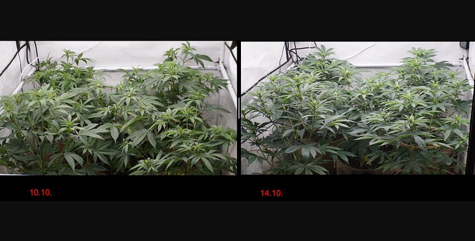Growreport Bild 1