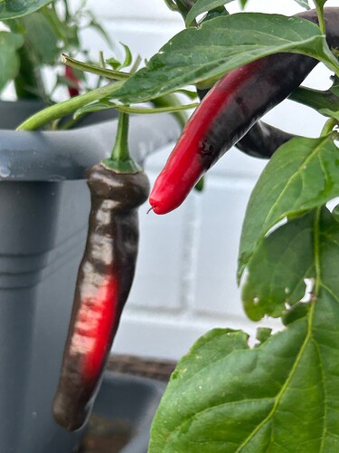 Growreport Bild 23